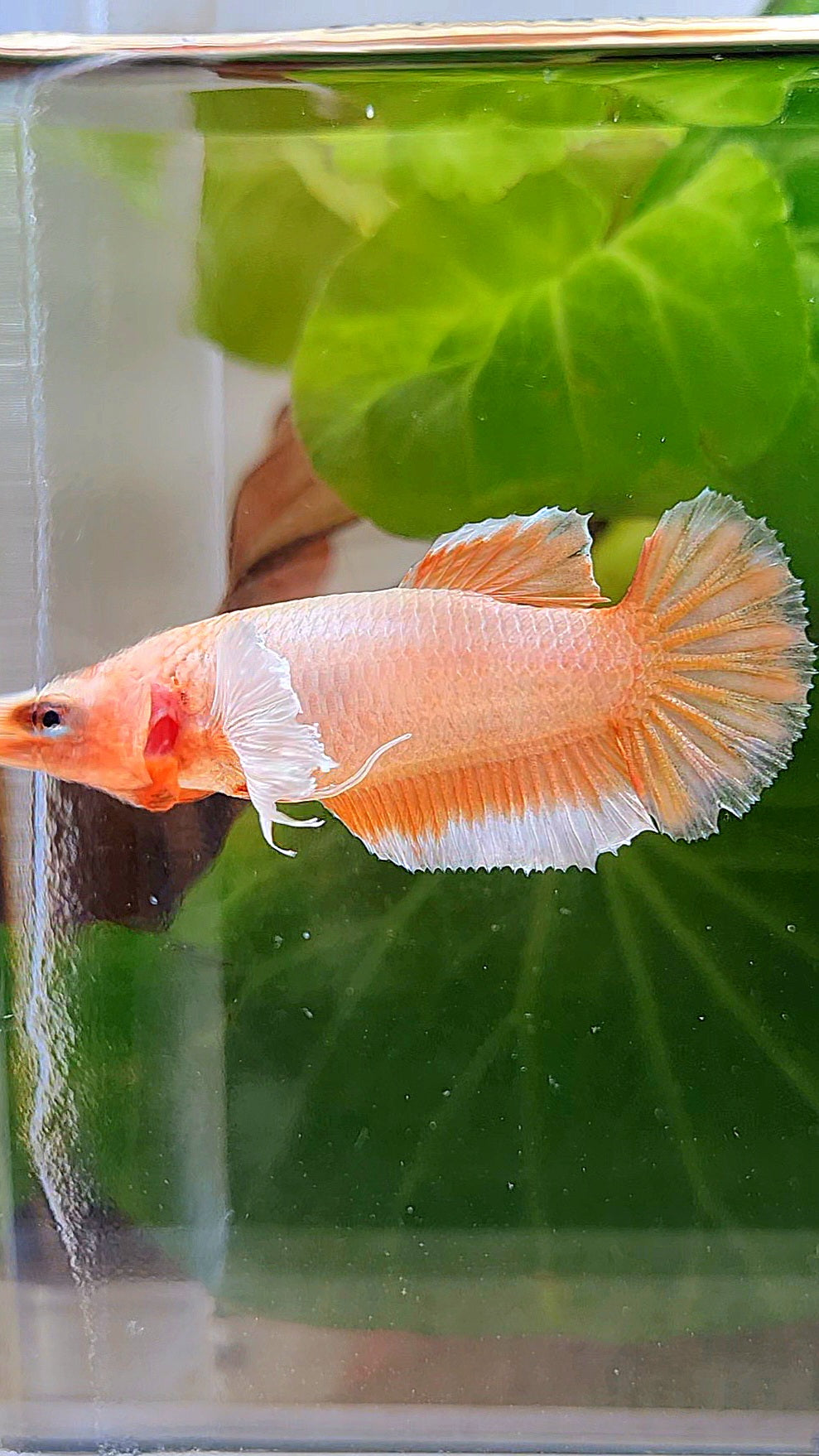 FEMALE HALFMOON DUMBO EAR ORANGE BETTA FISH