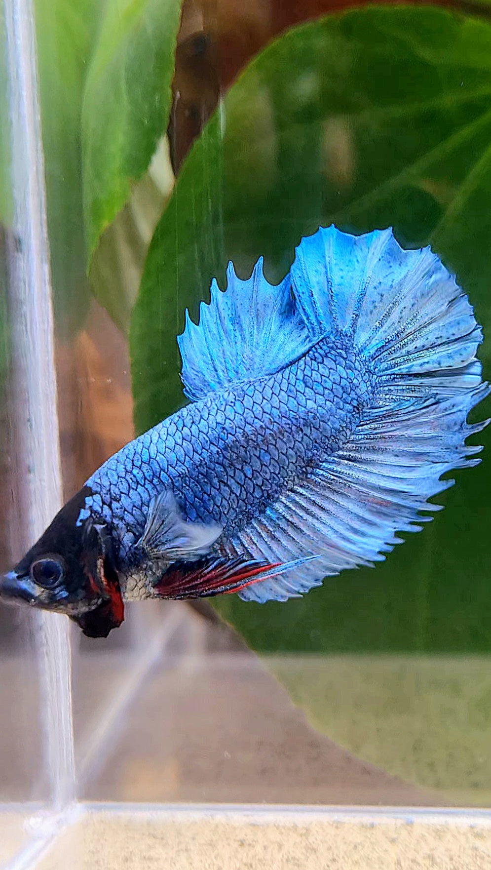 CROWNTAIL PLAKAT STEEL BLUE BLACK FACE BETTA FISH