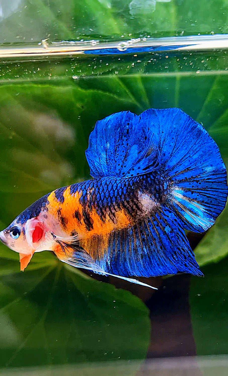 PLAKAT ORANGE BASED BLUE METALLIC MULTICOLOR BETTA FISH