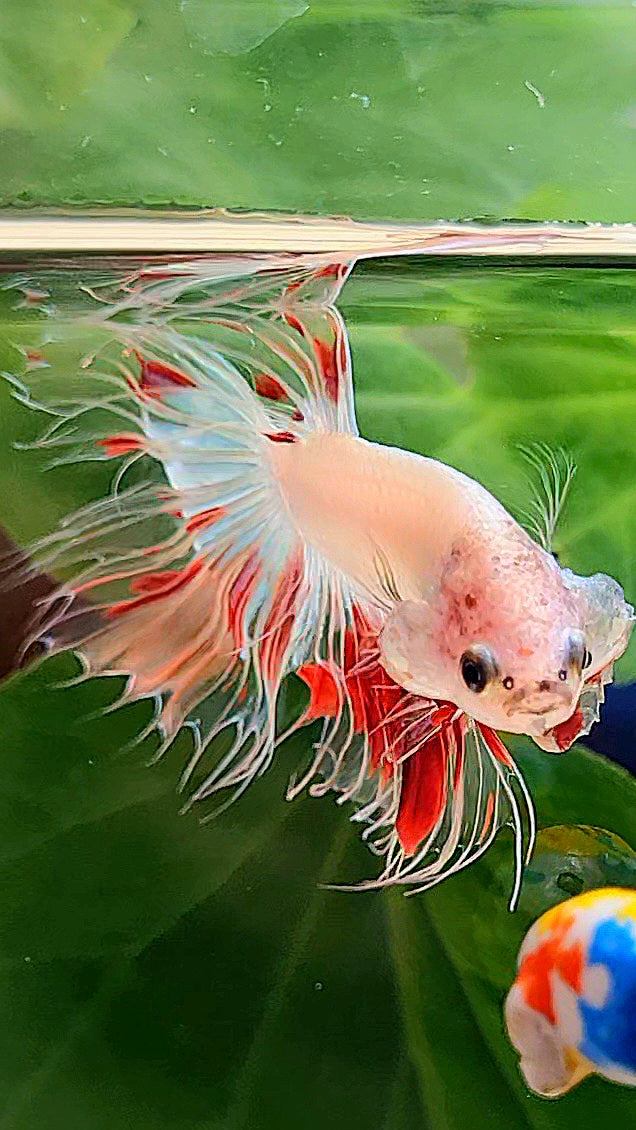 CROWNTAIL FANCY ARMAGEDDON BETTA FISH minus little wart