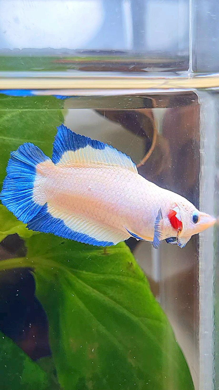FEMALE PLAKAT DOUBLE TAIL BLUE RIM BUTTERFLY BETTA FISH