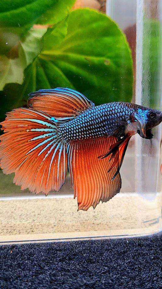 HALFMOON IMBELIS ORANGE GREEN HYBRID WILD BETTA FISH