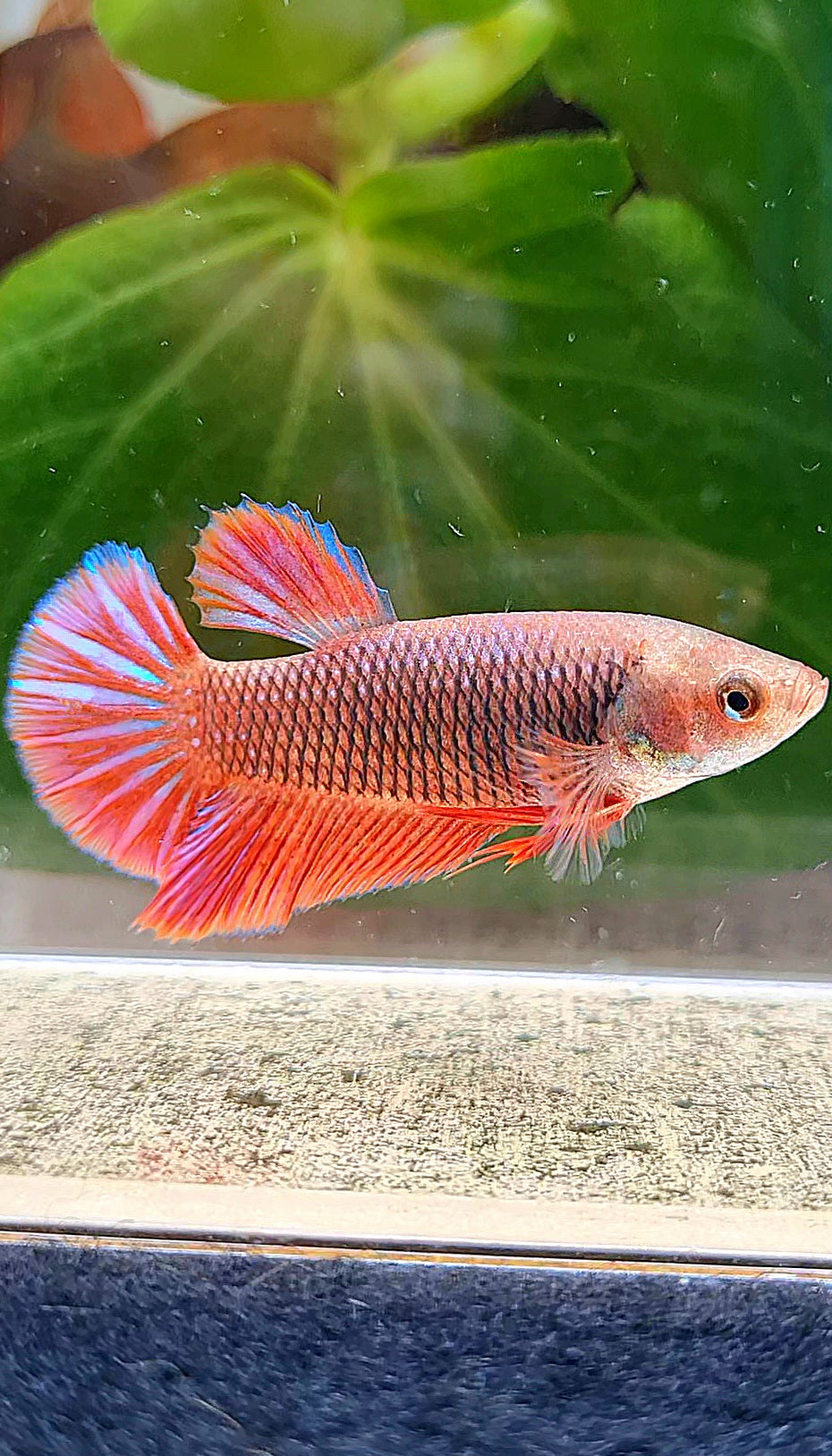 FEMALE HMPK RED PURPLE FANCY BETTA FISH