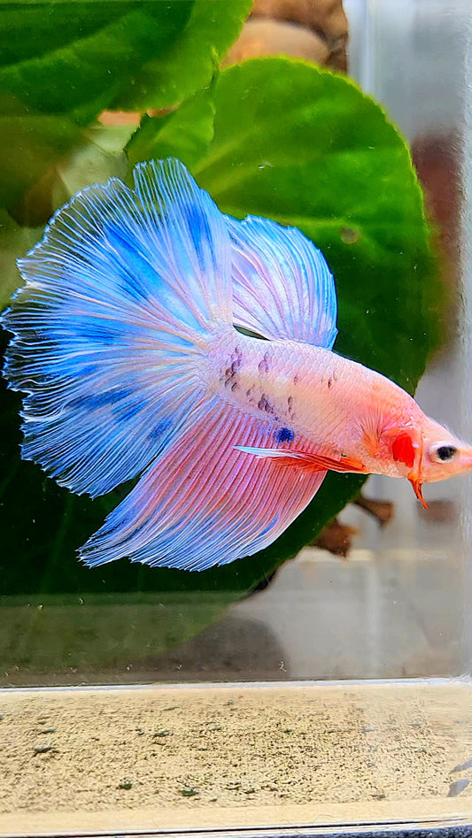 LUXURY HALFMOON PINK FANCY FLAMINGGO ICE BLUE DOT BETTA FISH