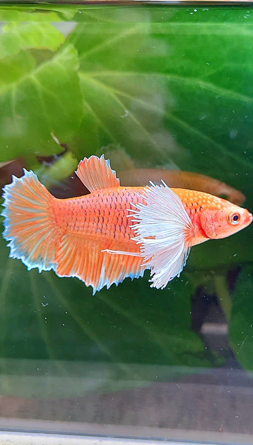 FEMALE HALFMOON DUMBO EAR ORANGE PINEAPPLE BETTA FISH