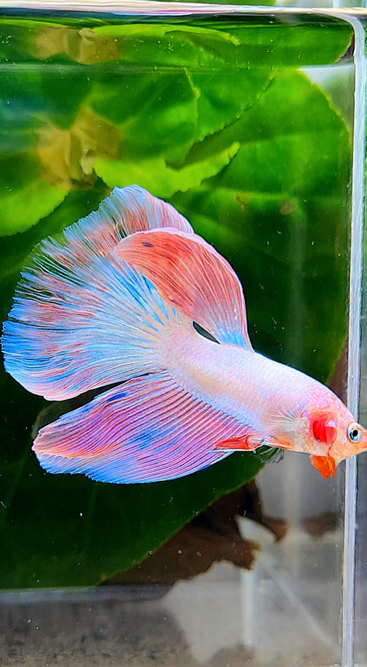 HALFMOON PINK FLAMINGGO BETTA FISH
