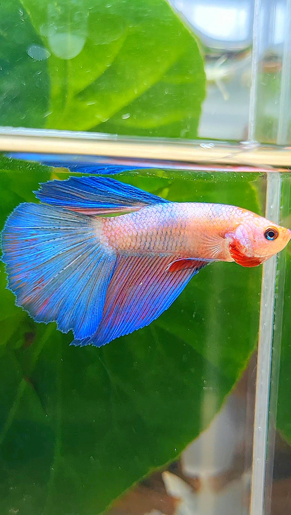 HALFMOON FANCY BLUE PURPLE FLAMINGGO BETTA FISH