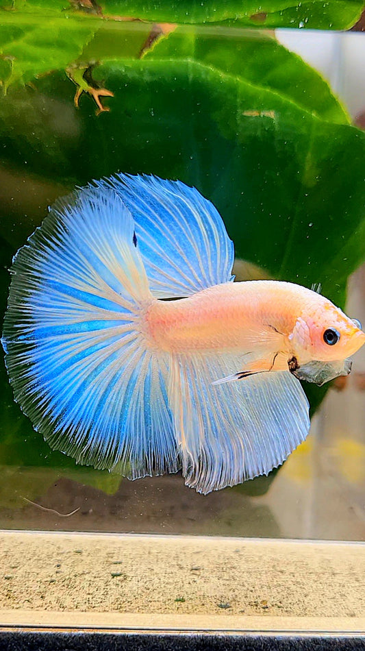 HALFMOON ROSETAIL WHITE CELLOPHANE ICE BLUE BUTTERFLY BETTA FISH