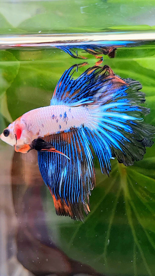 HALFMOON ROSETAIL BLUE FANCY RIM BETTA FISH