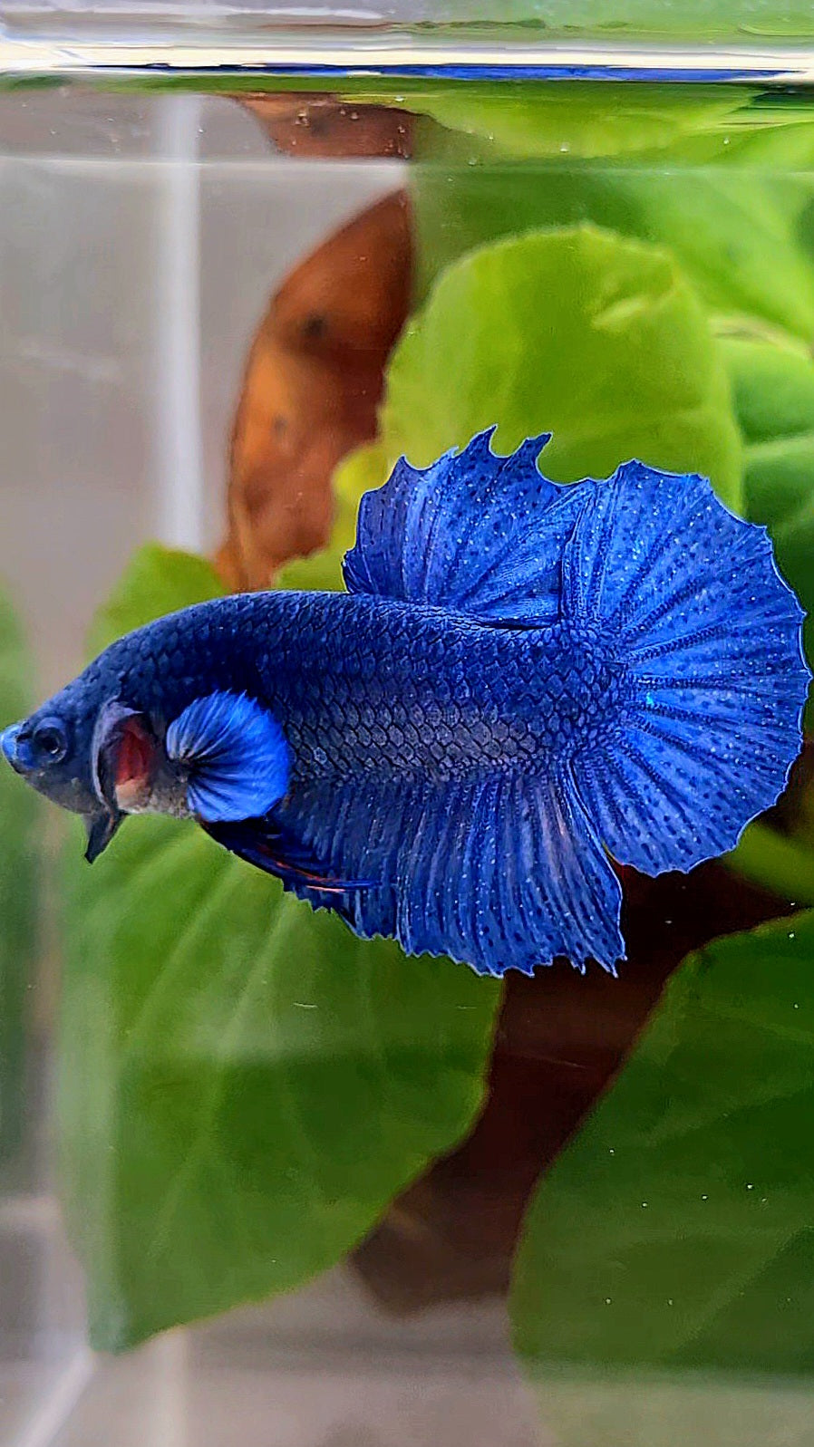 CROWNTAIL PLAKAT ROYAL BLUE BETTA FISH
