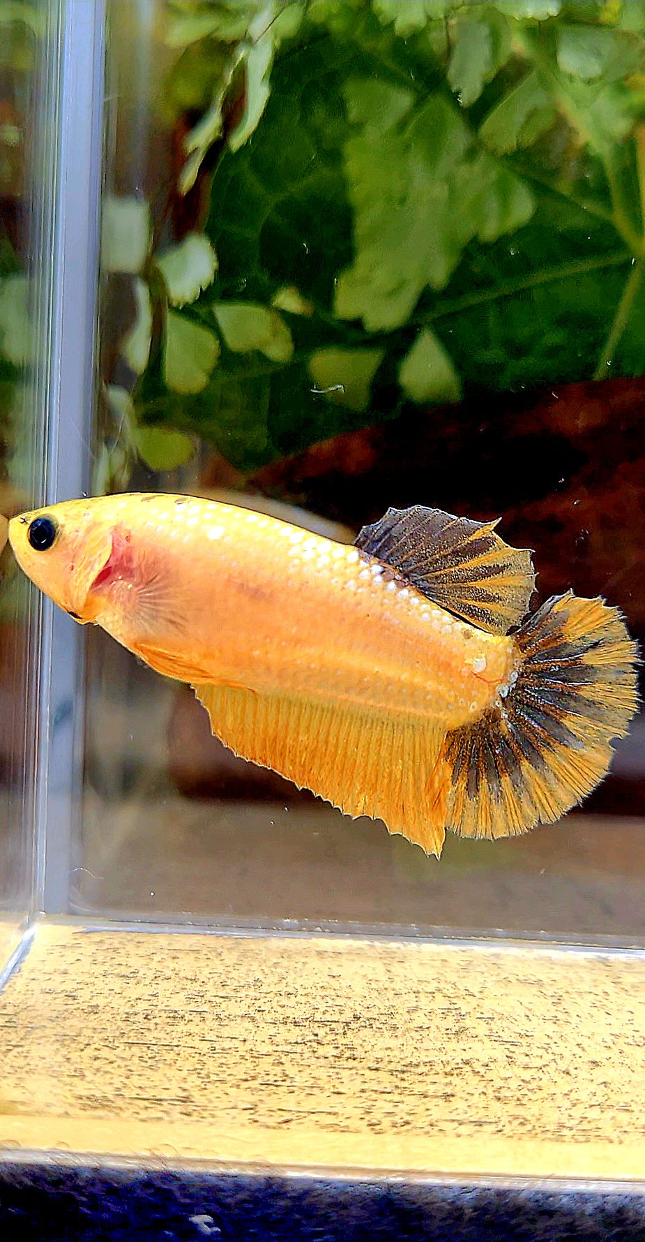 FEMALE PLAKAT YELLOW FANCY UNIQUE BETTA FISH