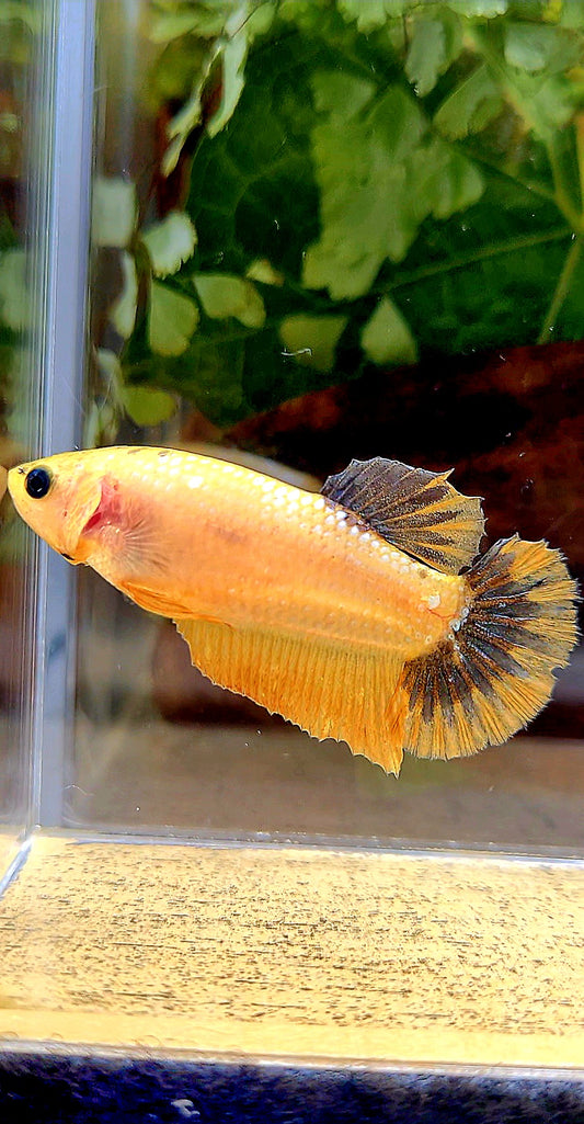 FEMALE PLAKAT YELLOW FANCY UNIQUE BETTA FISH