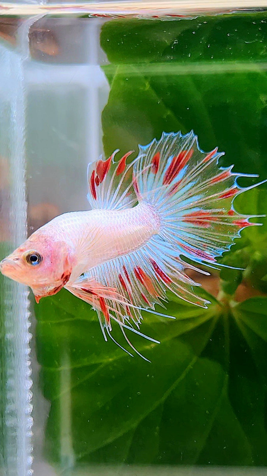 CROWNTAIL FANCY ARMAGEDDON BETTA FISH