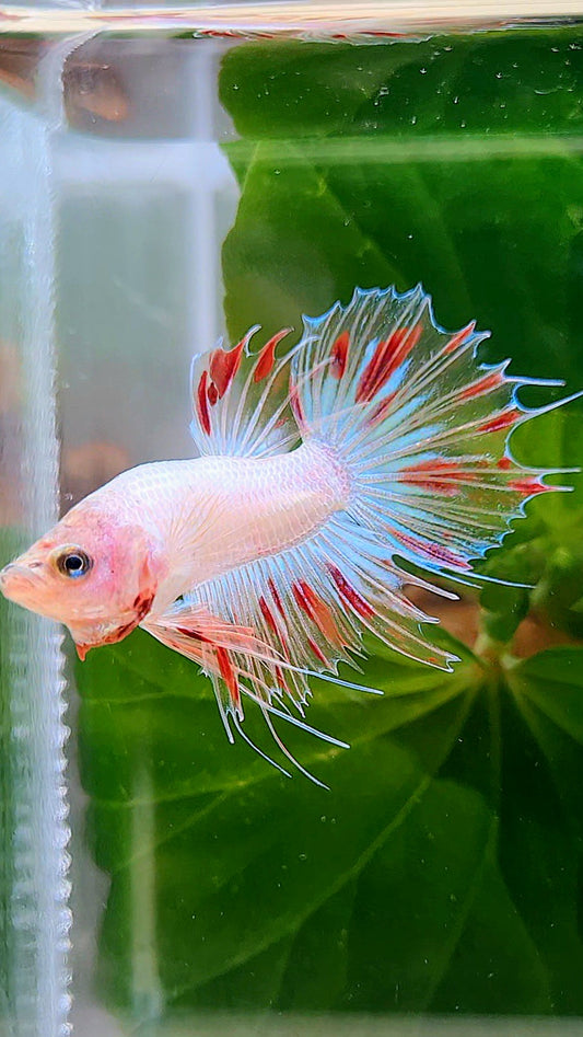 CROWNTAIL FANCY ARMAGEDDON BETTA FISH
