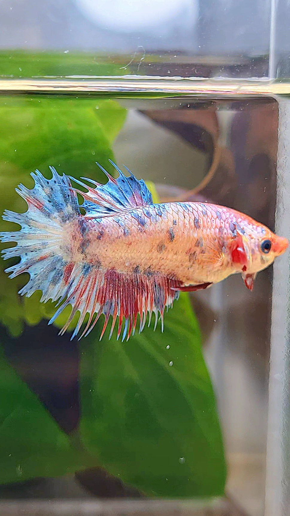 FEMALE CROWNTAIL CANDY MULTICOLOR BETTA FISH
