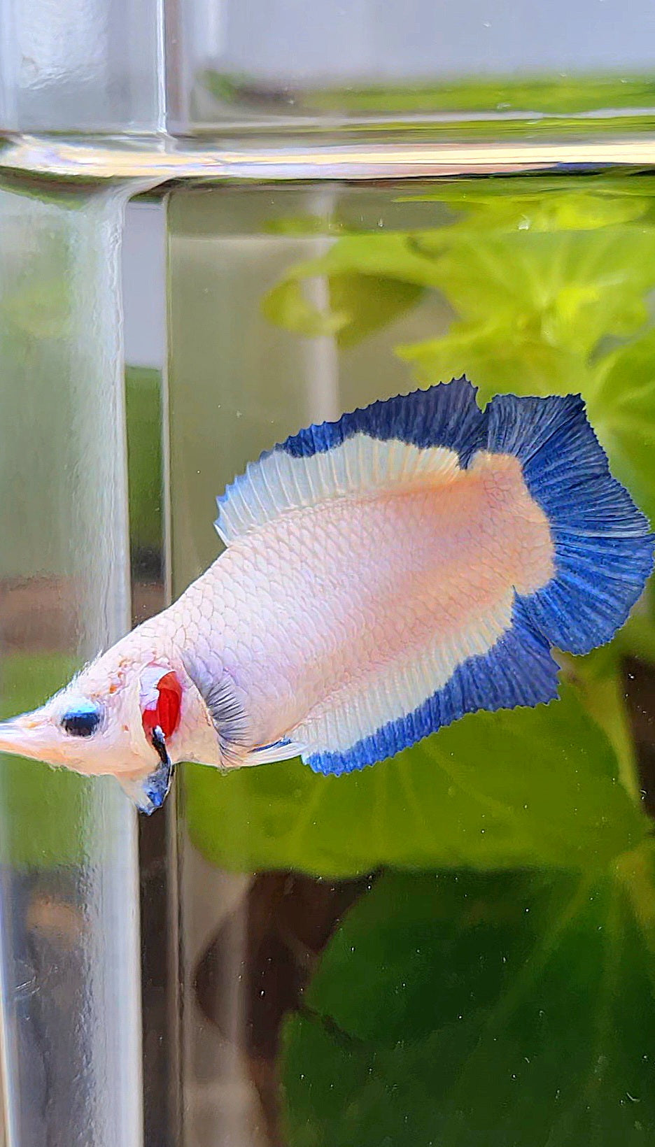 FEMALE PLAKAT DOUBLE TAIL BLUE RIM BUTTERFLY BETTA FISH