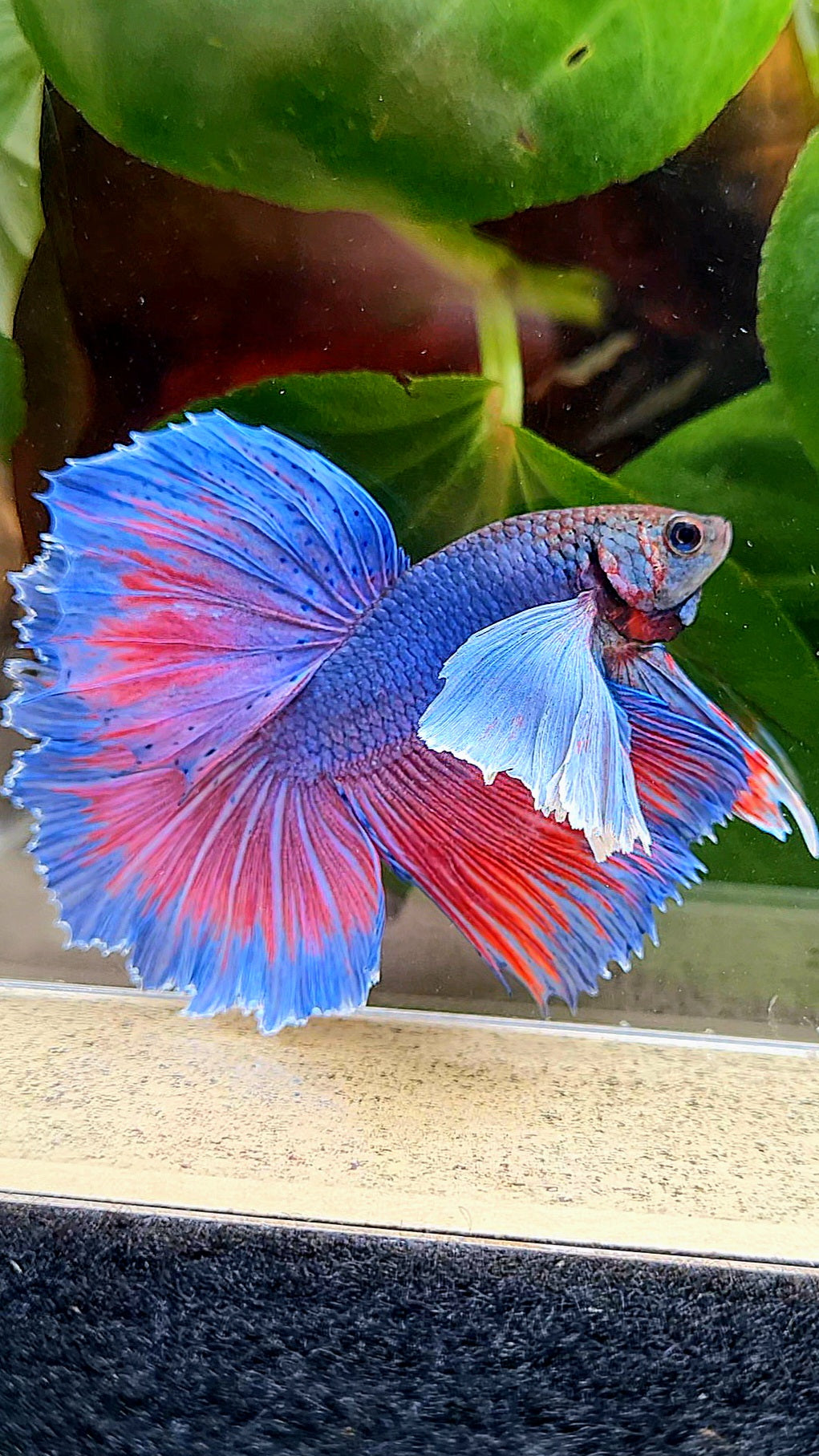HALFMOON SUPER DUMBO EAR BLUE PURPLE RED BETTA FISH