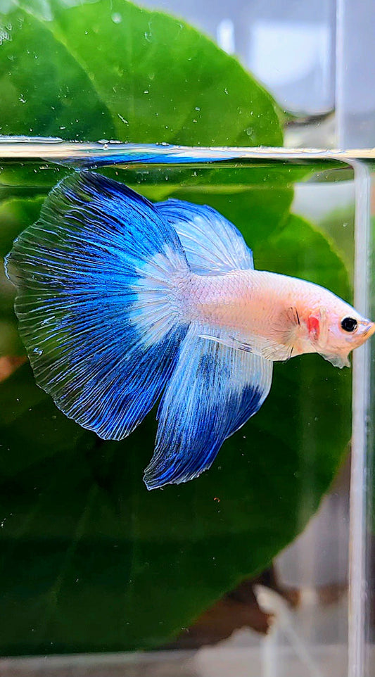 HALFMOON BLUE RIM BUTTERFLY BETTA FISH
