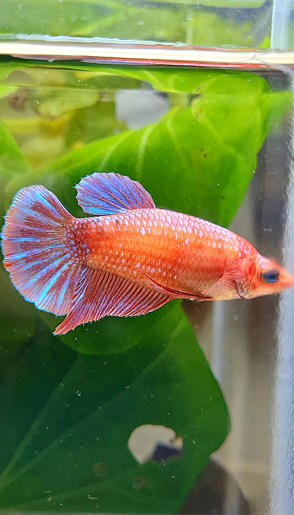 FEMALE PLAKAT PURPLE FANCY BETTA FISH
