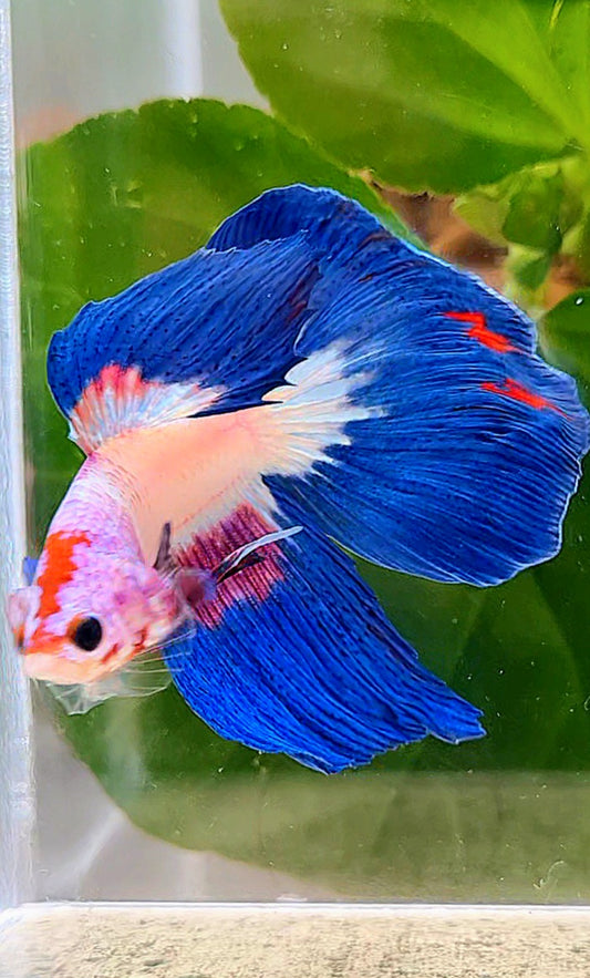HALFMOON BLUE RIM PURPLE FLAMINGGO BETTA FISH