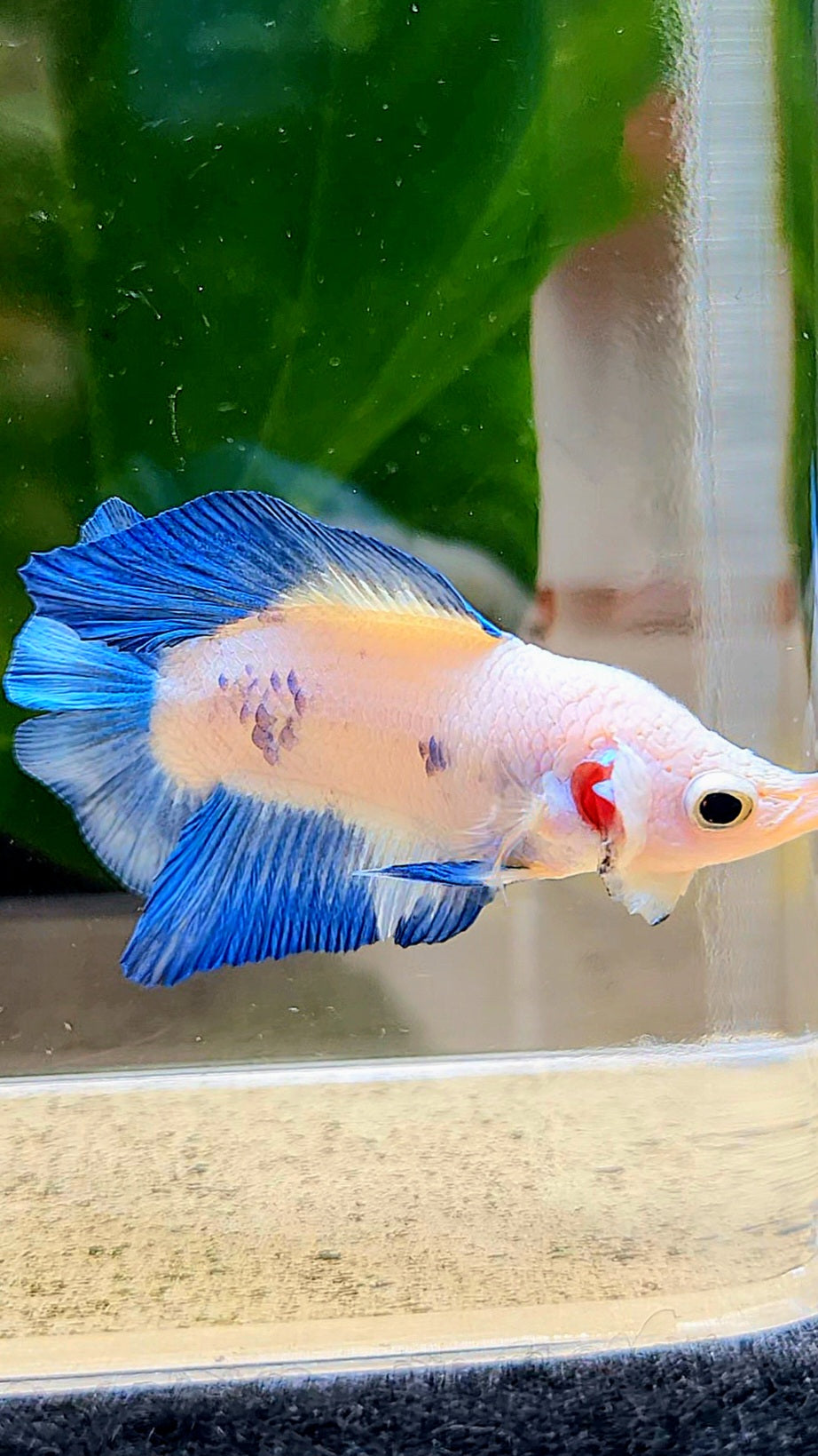 PLAKAT DOUBLETAIL SHORT BODY BLUE RIM BETTA FISH