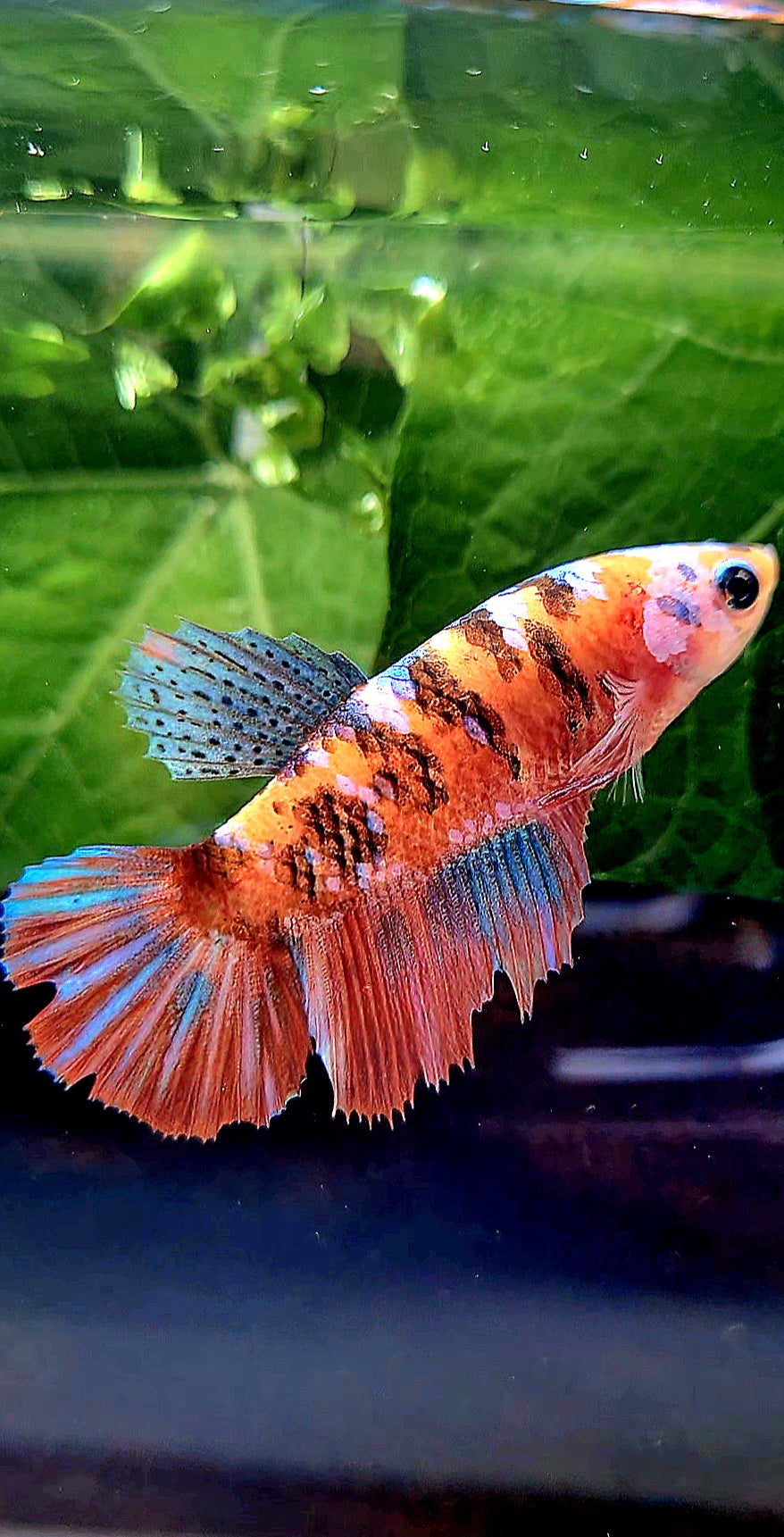 FEMALE HALFMOON RED GALAXY MULTICOLOR BETTA FISH