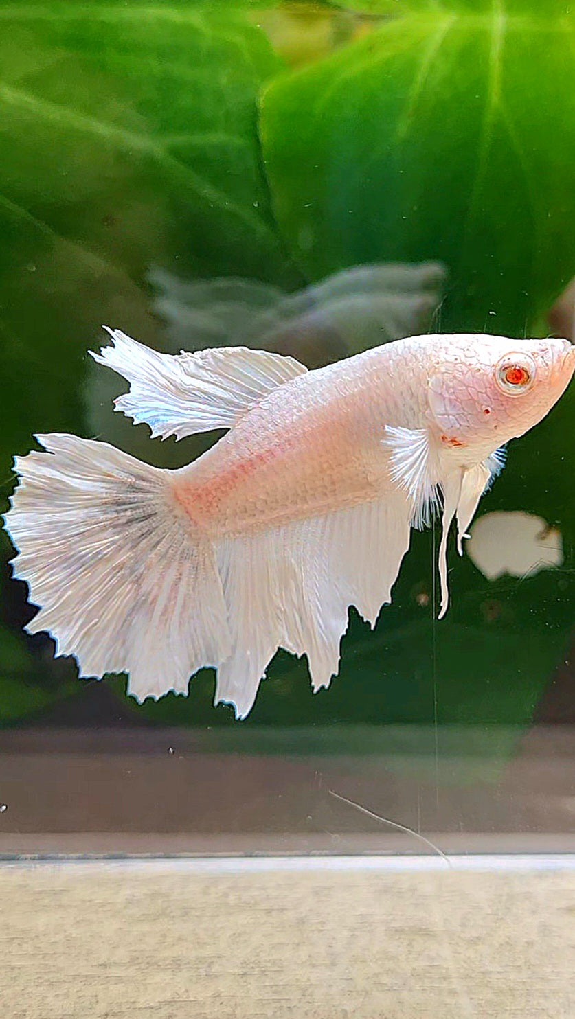 FEMALE HALFMOON WHITE BETTA FISH