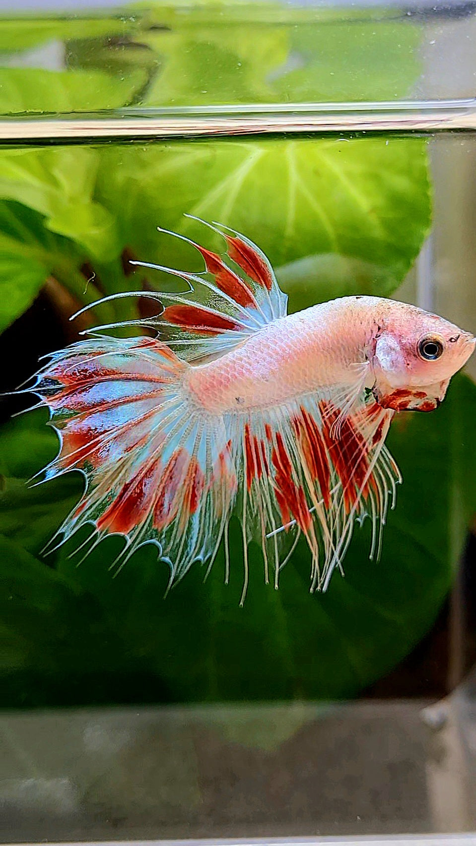 CROWNTAIL ARMAGEDDON BETTA FISH