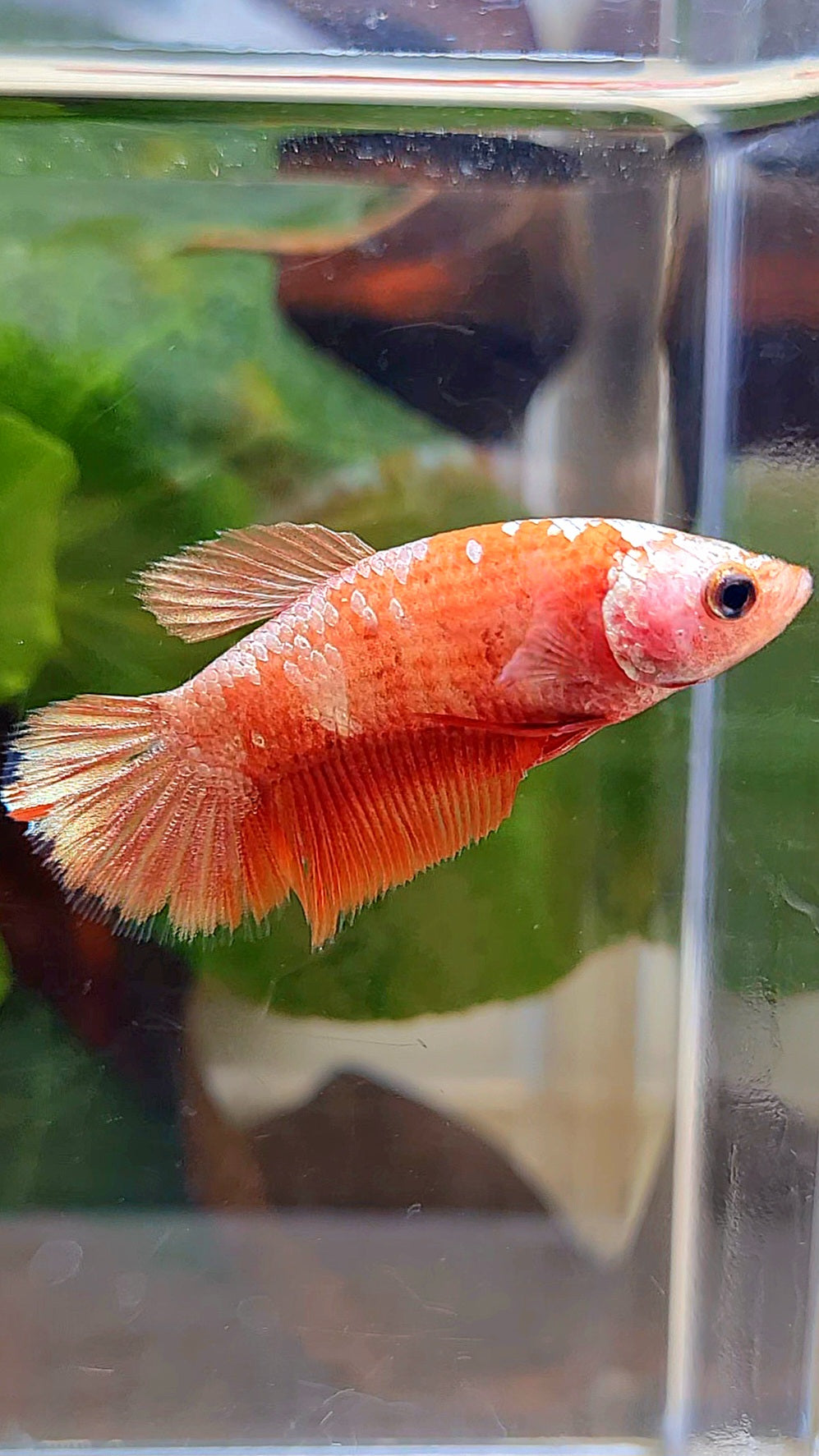 FEMALE HALFMOON RED GOLD GALAXY RGG BETTA FISH