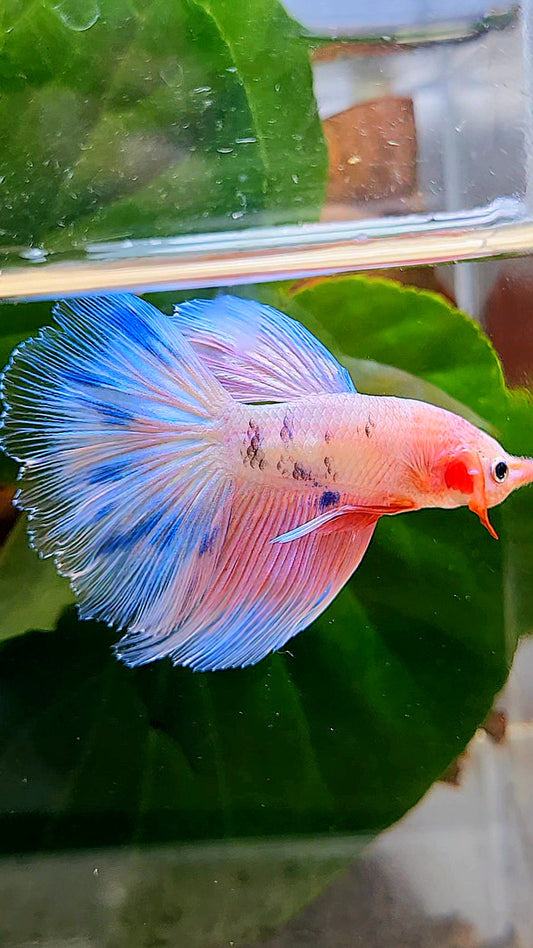 LUXURY HALFMOON PINK FANCY FLAMINGGO ICE BLUE DOT BETTA FISH