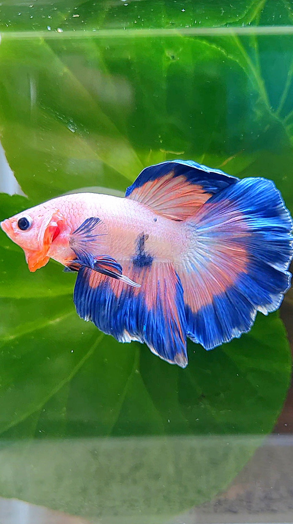 HALFMOON ROSETAIL PINK FANCY FLAMINGGO BLUE DOT BETTA FISH