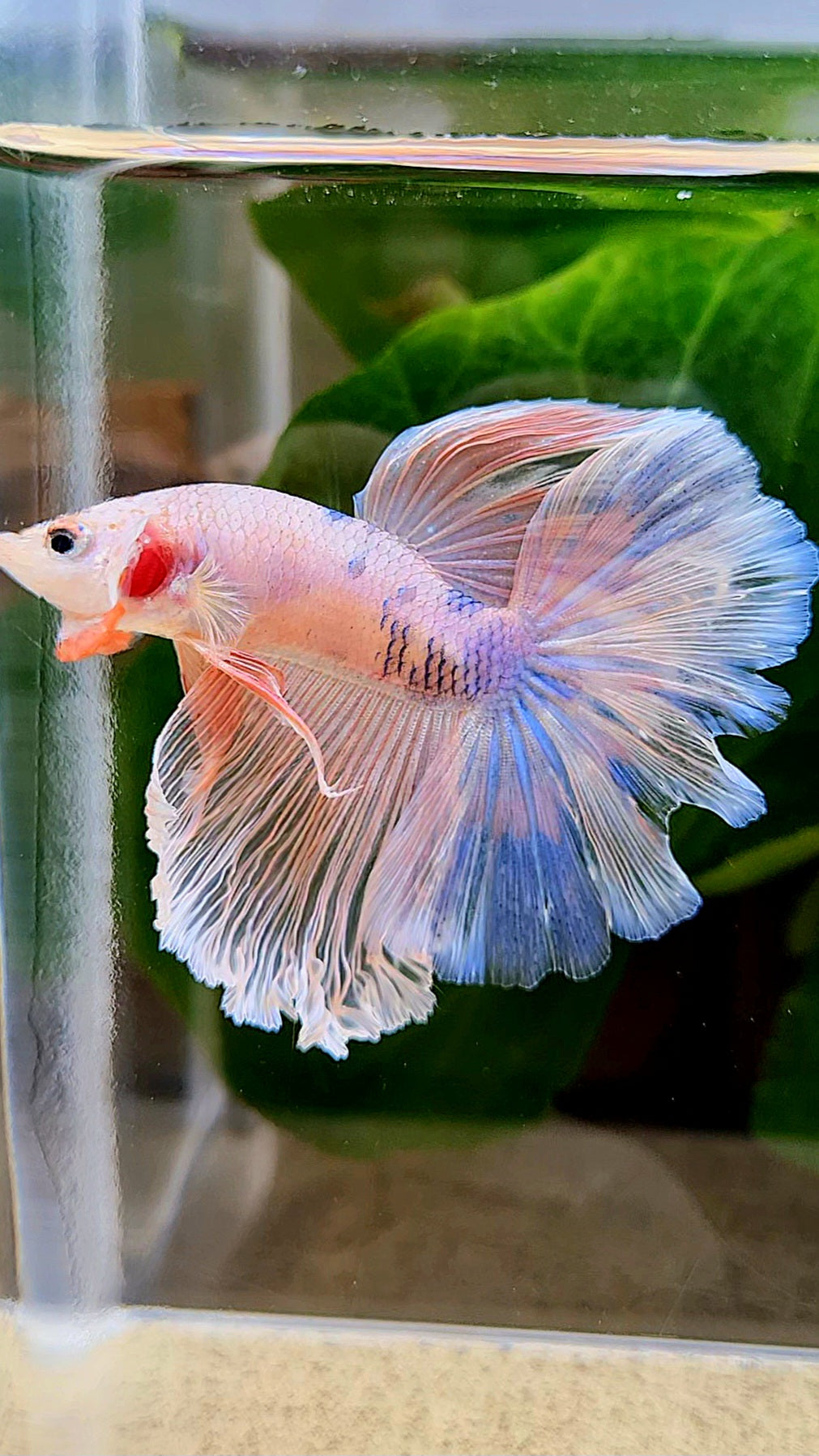 HALFMOON ROSETAIL PINK FANCY FLAMINGGO BLUE DOT BETTA FISH