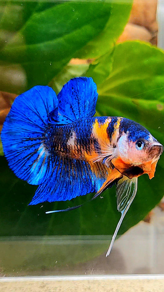 PLAKAT ORANGE BASED BLUE METALLIC MULTICOLOR BETTA FISH