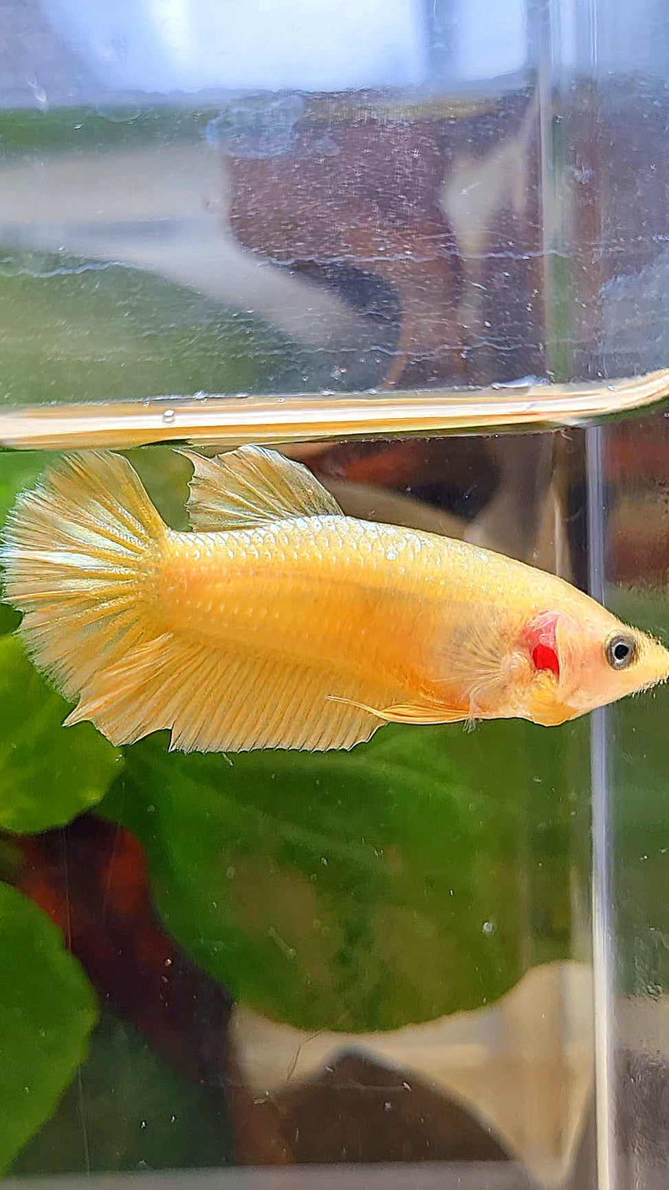 FEMALE PLAKAT SUPER GOLD BETTA FISH