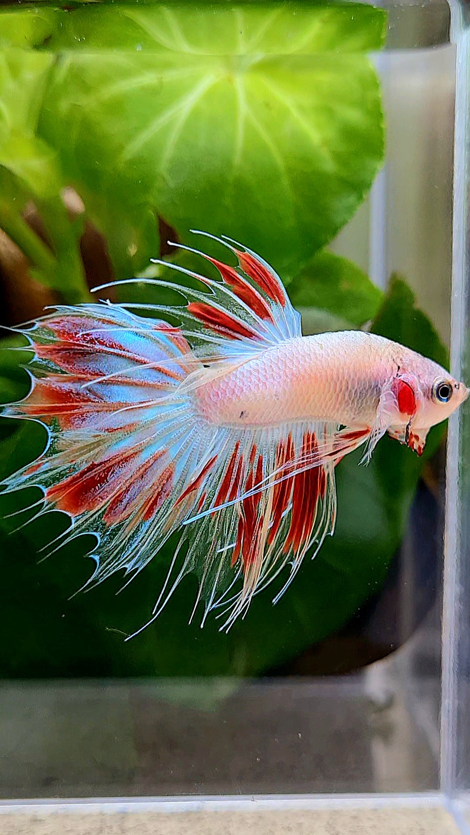 CROWNTAIL ARMAGEDDON BETTA FISH