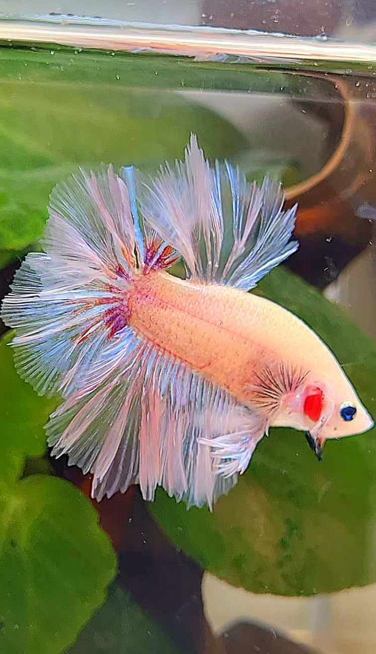 KING ROSETAIL HALFMOON WHITE CELLOPHANE UNIQUE BETTA FISH