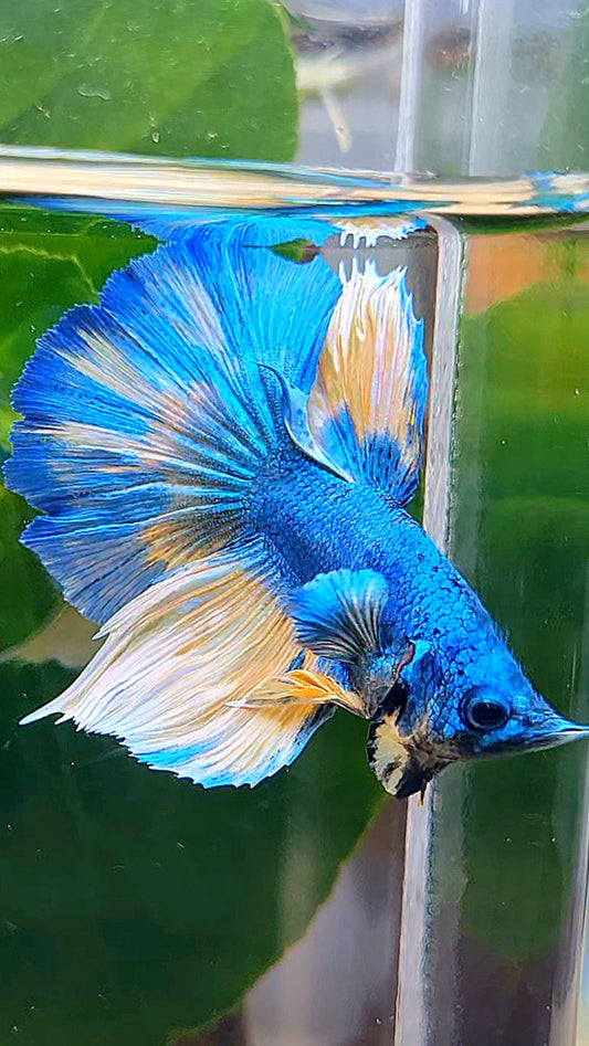 HALFMOON BLUE YELLOW PATTERN UNIQUE BETTA FISH