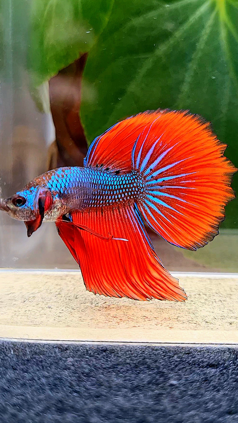 HALFMOON IMBELLIS RED BLUE HYBRID WILD BETTA FISH