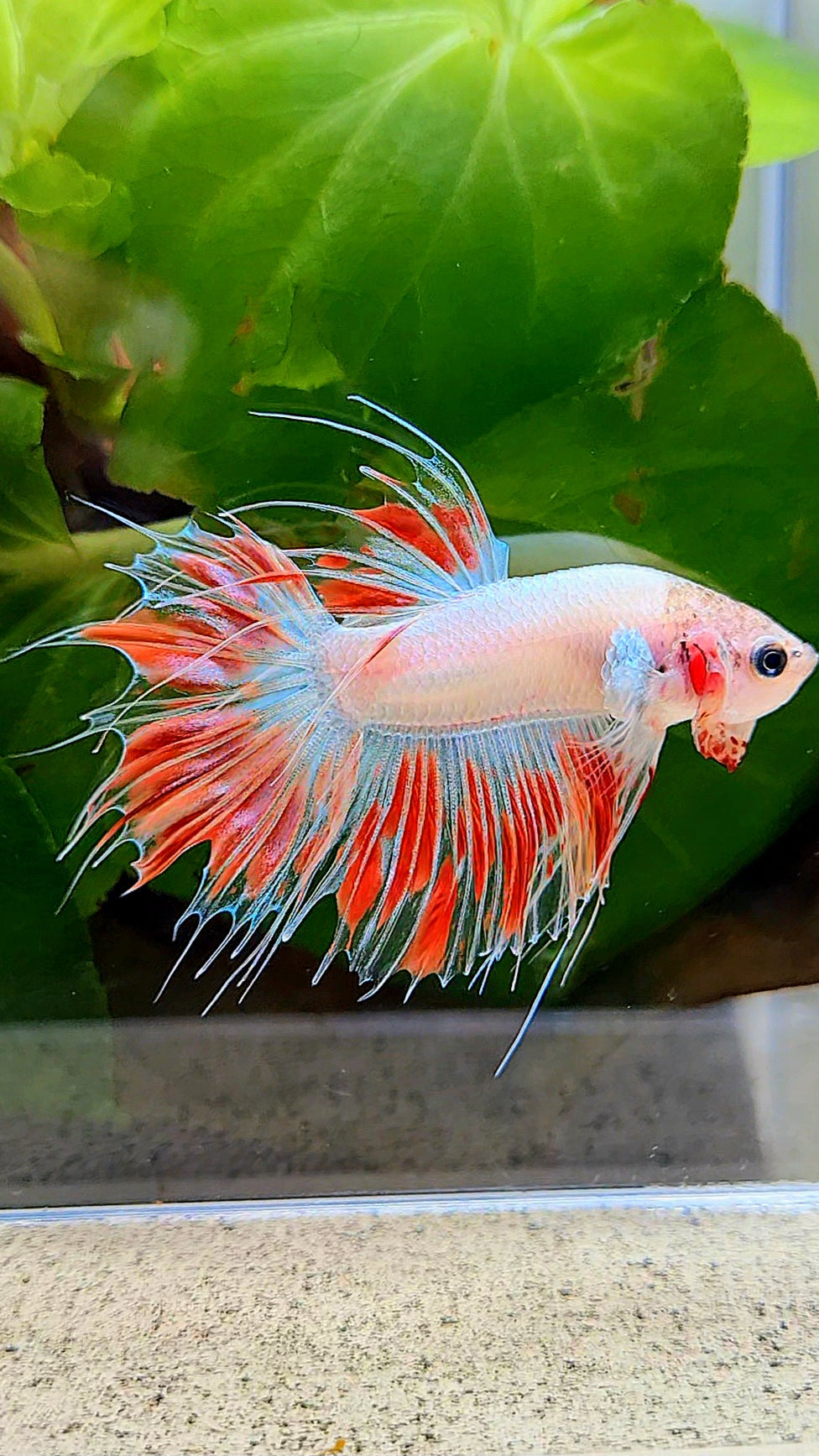 CROWNTAIL ARMAGEDDON FIRE BETTA FISH
