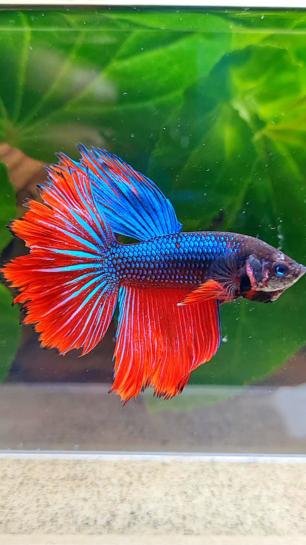HALFMOON IMBELLIS BLUE RED HYBRID WILD BETTA FISH
