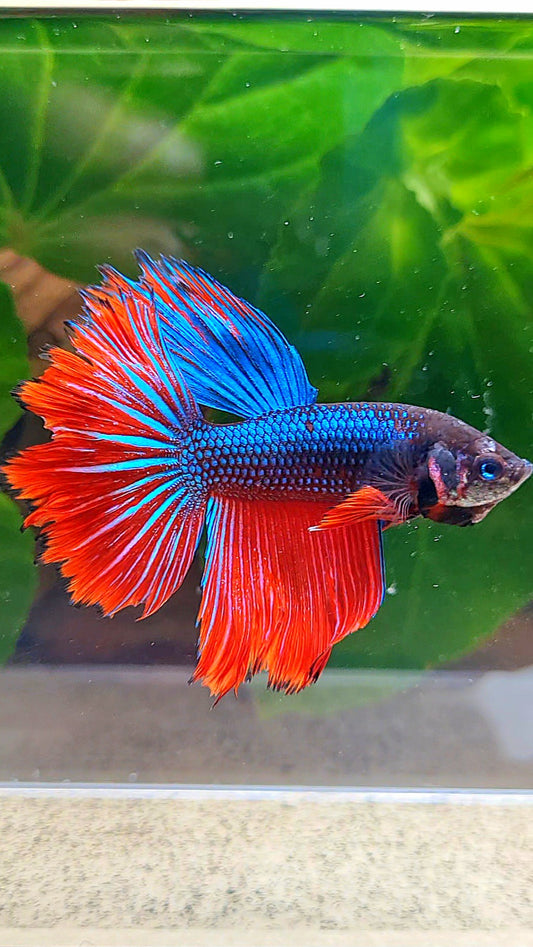 HALFMOON IMBELLIS BLUE RED HYBRID WILD BETTA FISH