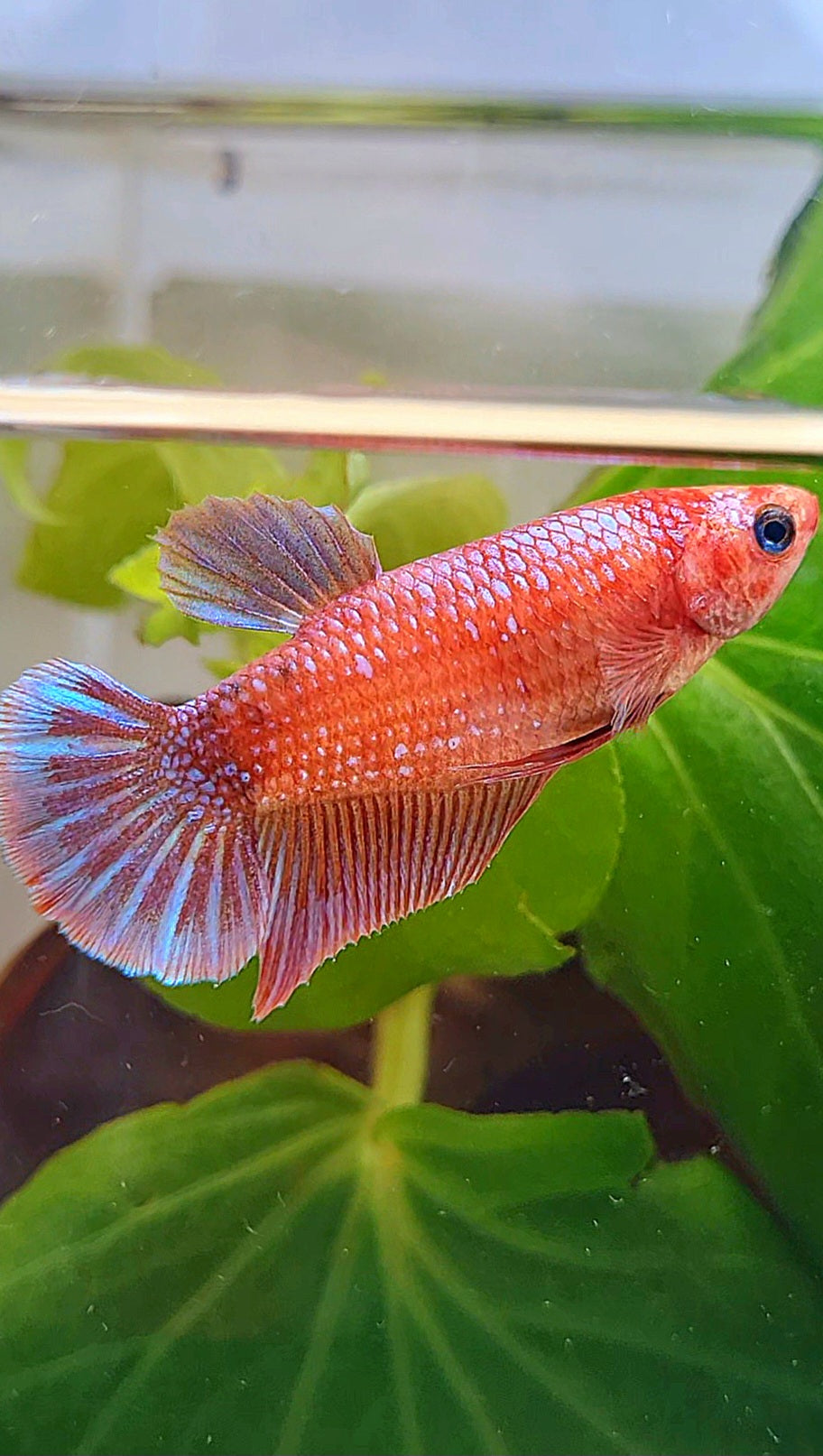 FEMALE PLAKAT PURPLE FANCY BETTA FISH