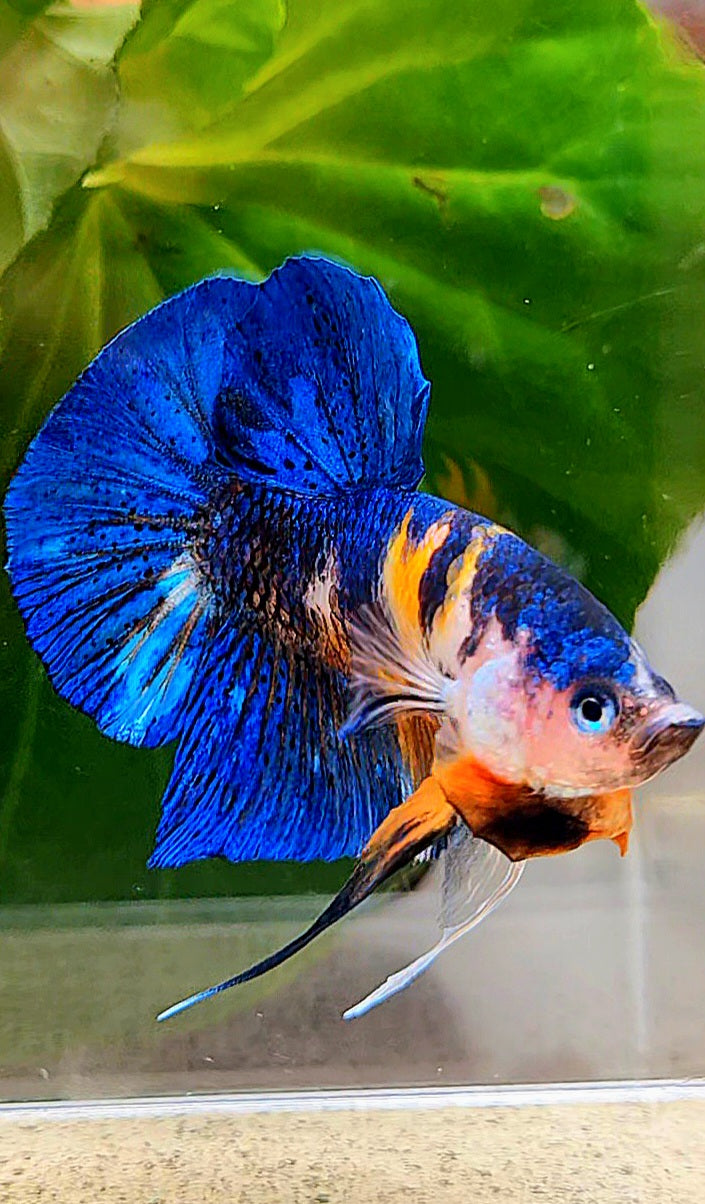 PLAKAT ORANGE BASED BLUE METALLIC MULTICOLOR BETTA FISH