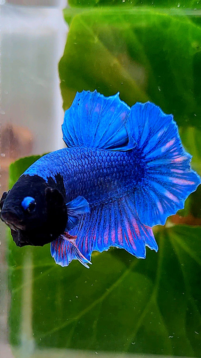 PLAKAT BLACK FACE BLUE BETTA FISH