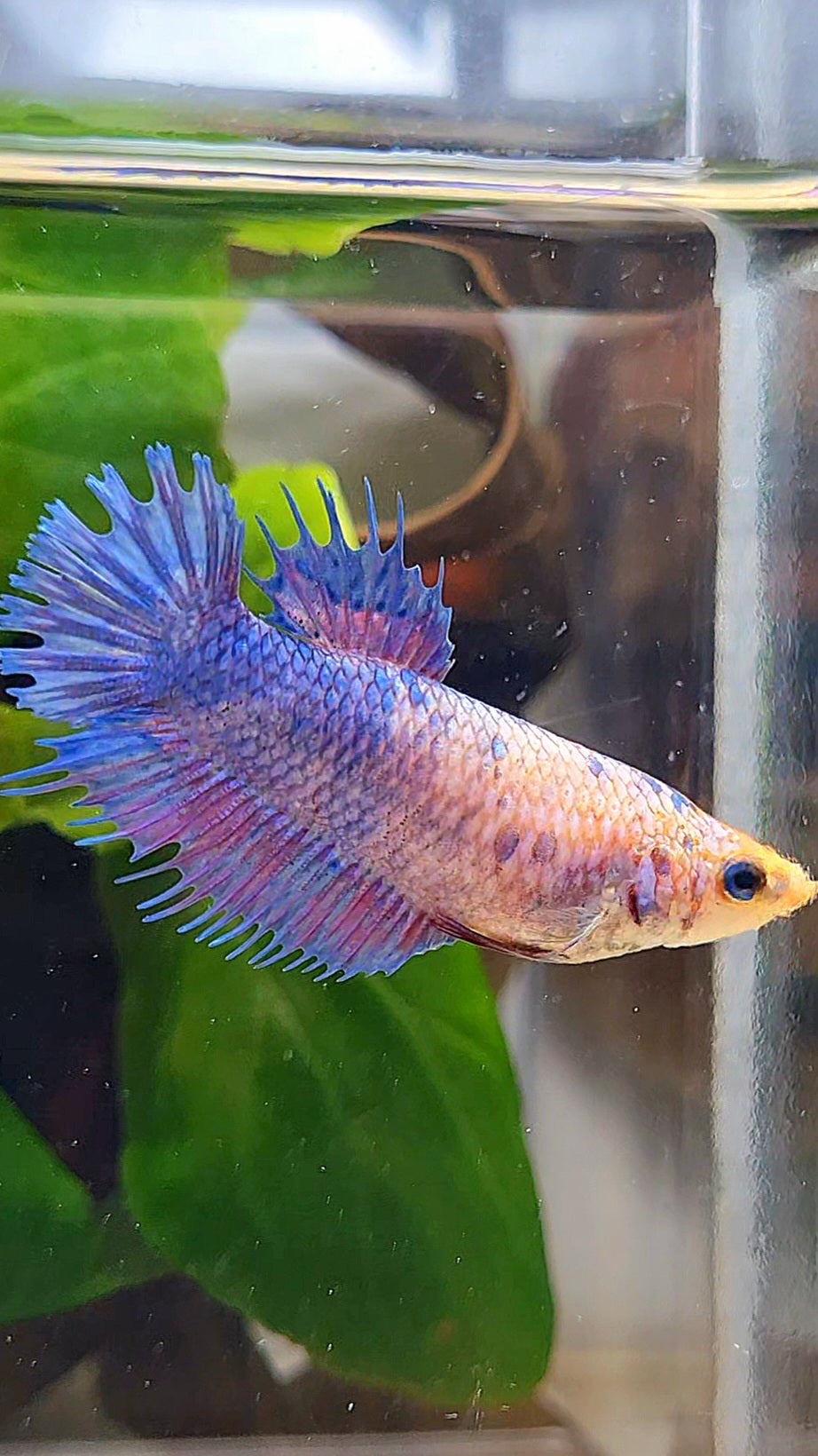FEMALE CROWNTAIL PLAKAT PURPLE FANCY BETTA FISH