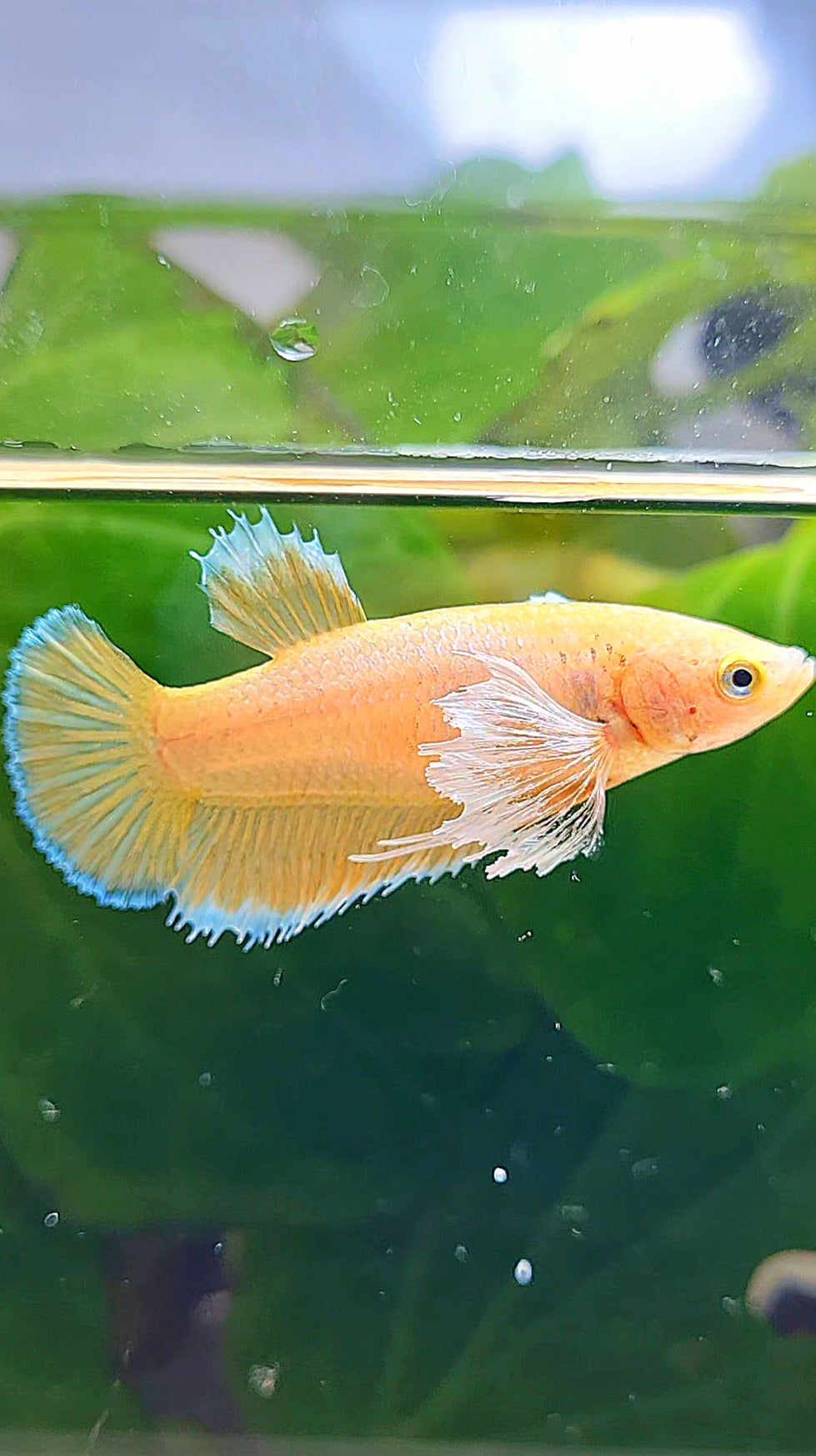 FEMALE PLAKAT DUMBO EAR GOLD BETTA FISH