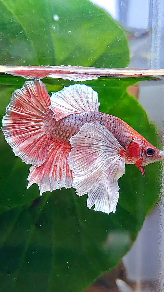 PLAKAT SUPER DUMBO EAR COPPER RED BETTA FISH