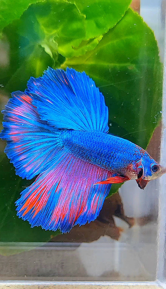 HALFMOON FANCY BLUE PURPLE PATTERN BETTA FISH