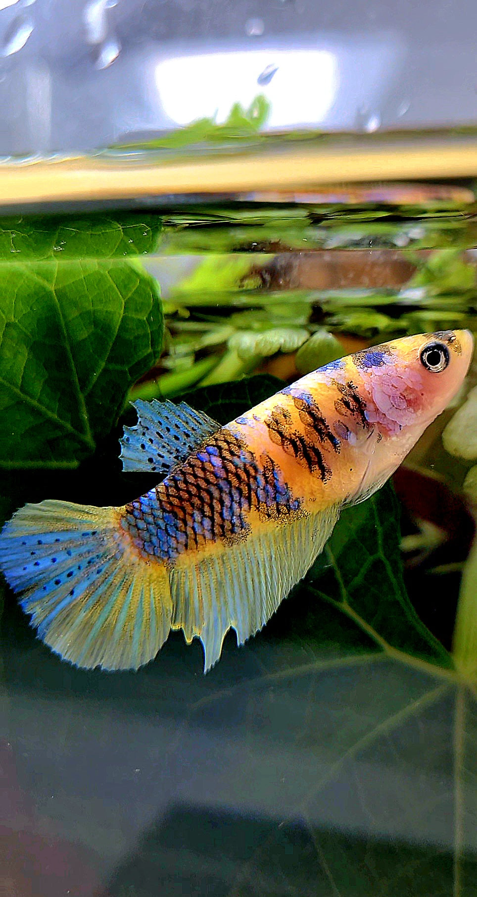 FEMALE HALFMOON YELLOW KOI GALAXY MULTICOLOR BETTA FISH