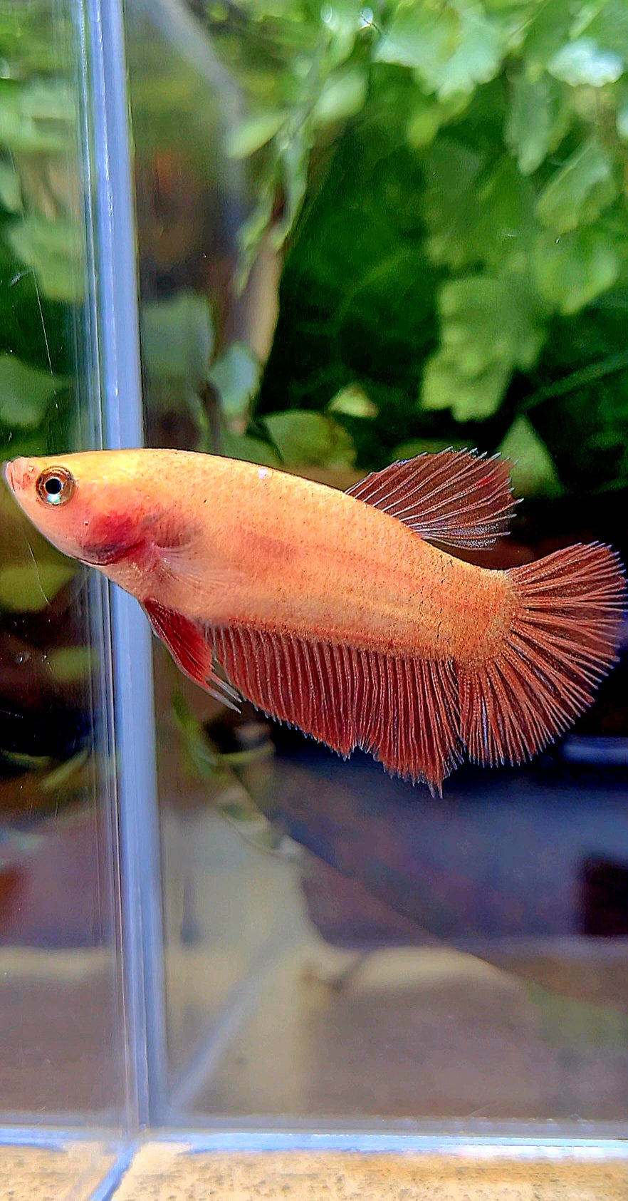 FEMALE HALFMOON SUPER RED BETTA FISH